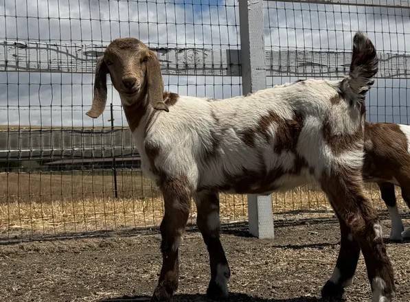Goats 1