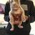 American Staffordshire 5 thumbnail