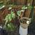 Dwarf Black Fig Trees Two 1 thumbnail