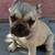 4 month old male frenchie 4 thumbnail