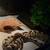 ball python 1 thumbnail