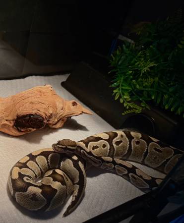 ball python 1