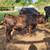 Dunn Dexter Bull Calf 2 thumbnail