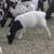 Sheep, Borrego Lamb For Sale - Posted 10/17/25 4 thumbnail