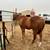 AQH gelding 2 thumbnail