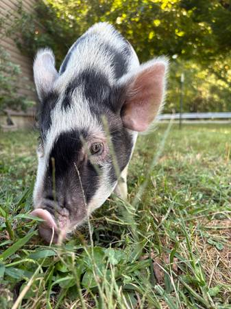 juliana potbelly piglet (chillicothe)63666509448195120