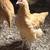 Laying hens 2 thumbnail