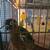 Bird cage and bird 1 thumbnail