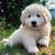 great pyrenese 1 thumbnail