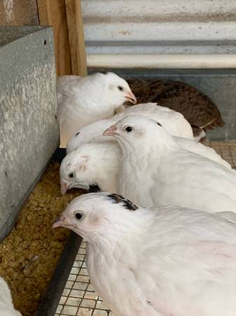 White quails 1