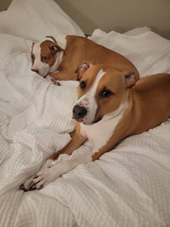 Missing Golden Retriever (Riverview, FL)64306347643393121