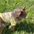 The most loving beautiful long haired purebred chihuahua 5 thumbnail