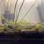 Live Aquarium Plants 3 thumbnail