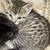 Kittens 2 thumbnail