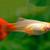 3 King Koi Kohaku RARE Orange Guppy Fish Trio Male Females 5 thumbnail