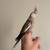 Hand tamed cockatiel (white face) 1 thumbnail