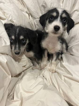 Poodle mix63967288435586120
