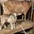 Polled Alpine and mini Alpine goat kids and does in milk 1 thumbnail