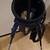Pitch 'N Putt Lightweight Stand Carry Bag 7 thumbnail