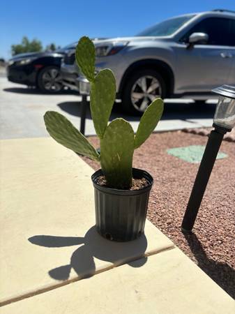 Prickly pear cactus (Pahrump)63907417797507122