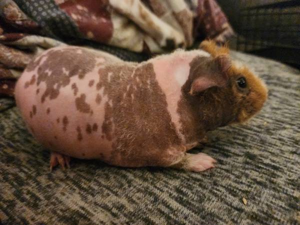 Conejo desnudo skinny pig MACHO (Willington)63873144746115121