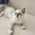 Ragdoll female 1 thumbnail