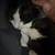 2 kittens for 100$ 2 thumbnail