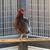 NEED TO SELL SOME CHICKENS!   PULLET CHICKENS AND 1 YEAR OLD CHICKENS 1 thumbnail