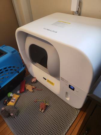 Rehoming 2 yr old cat (Franklin)63774332389377121
