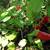 Turk's Cap Hibiscus 3 thumbnail