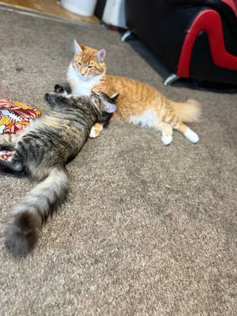 Calico cat (Seattle)63688881211521123