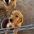 Golden Retriever female 3 thumbnail