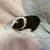 Guinea pigs free 2 thumbnail