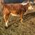 Hereford and Baldy calves 18 thumbnail