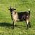 Fainting Goat Bucks 3 thumbnail