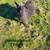 Registered Pygora goat 3 thumbnail