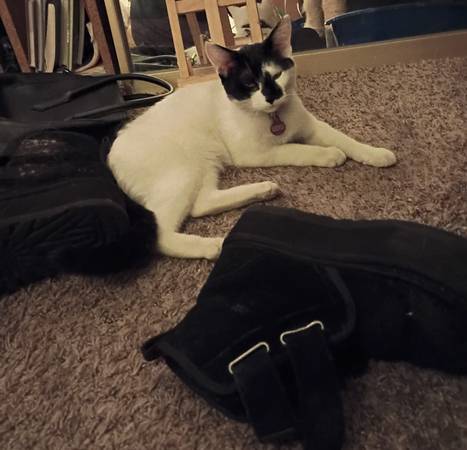 Rehoming cat (Portland OR)64220358765827120