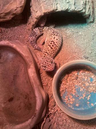 Snakes and geckos (Spokane)63970213765506122