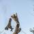 San Gabriel Palm and Tree care Services 16 thumbnail