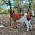 Nanny goat doe Boer Nubian 5 years old 2 thumbnail