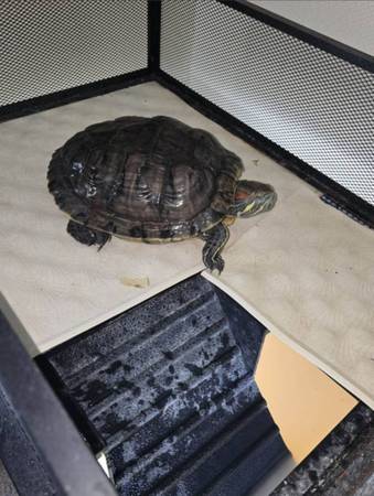 REHOMING RED EAR SLIDER TURTLE (Pasadena)63859315032449120
