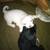 Golden retriever black lab mix puppies 7 thumbnail