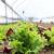 End of Season Greenhouse Sale – Save Big Before Winter 12 thumbnail