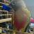 Conure 3 thumbnail