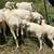 Sheep and livestock guardians 16 thumbnail