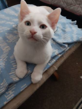Sibling kittens (Hermitage)63979870173699123