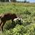 Nubian goats 3 thumbnail