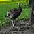Juvenile Heritage Turkeys (bronze/red bronze) 5 thumbnail