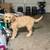 Two Loving Dogs Need a New Home – Goldendoodle & German Shepherd ($100 for eac 6 thumbnail