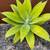 Agave Foxtail Plants 4 thumbnail